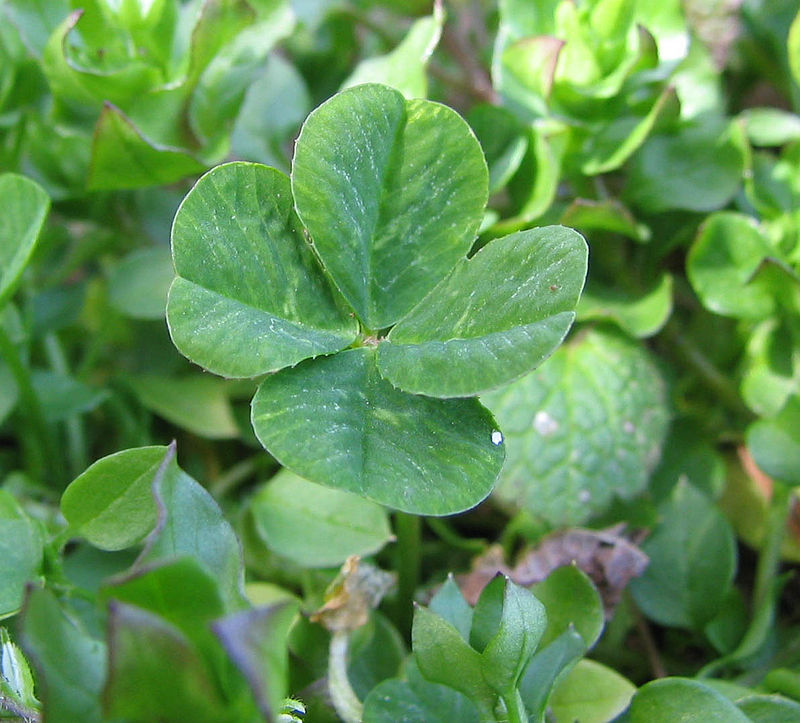 800px-Four-leaf_clover