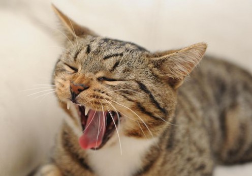 cat