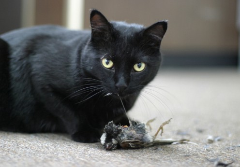 Cat1