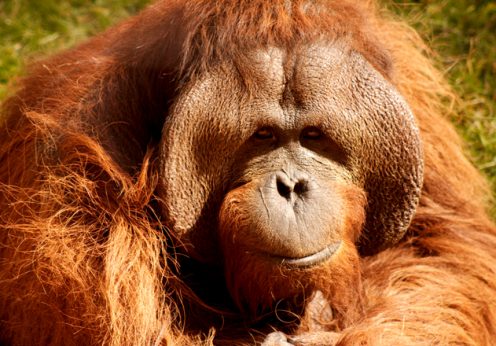 Orangután_male