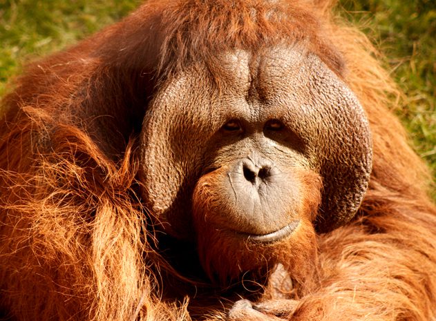 Orangután_male