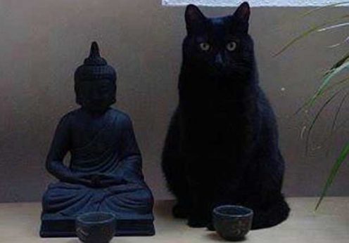 pisica Zen