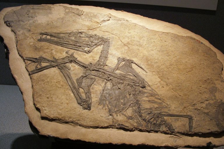 Eudimorphodon_ranzii