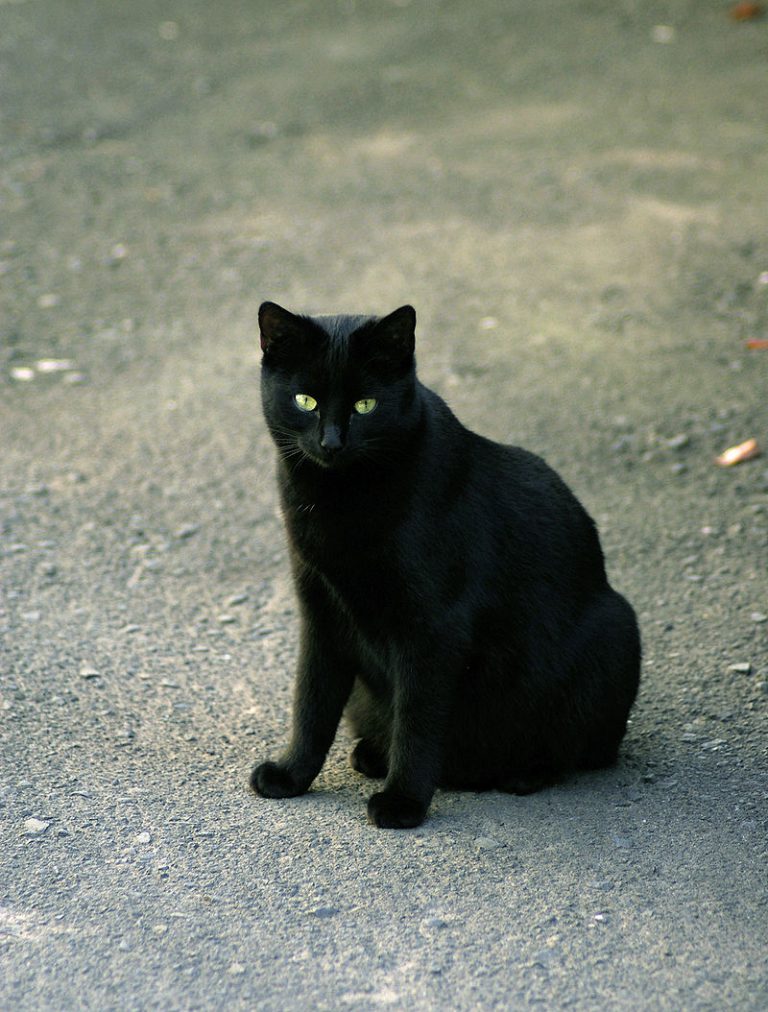 Pisica neagră în vrăjitoria Evului Mediu