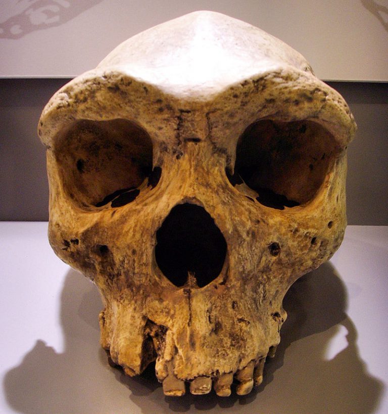 Homo rhodesiensis