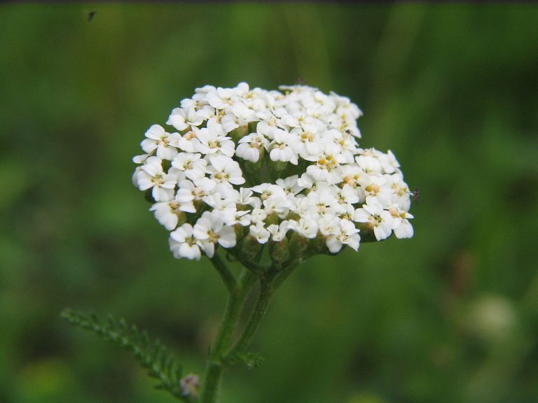 coada- şoricelului Achillea_millefolium_bgiu