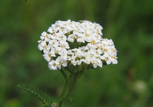 coada- şoricelului Achillea_millefolium_bgiu