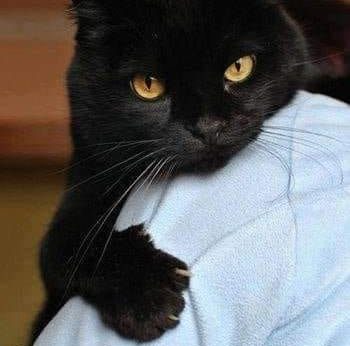 pisica neagra